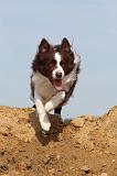 BORDER COLLIE 474